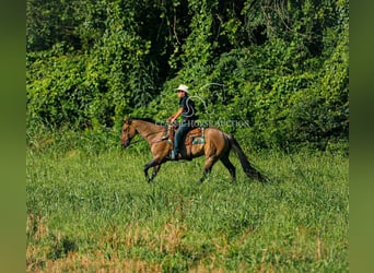American Quarter Horse, Gelding, 8 years, 15 hh, Dun