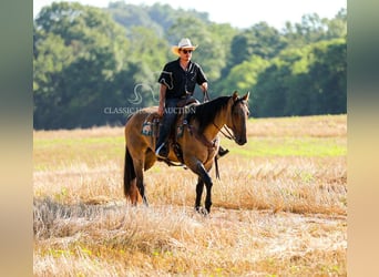 American Quarter Horse, Gelding, 8 years, 15 hh, Dun