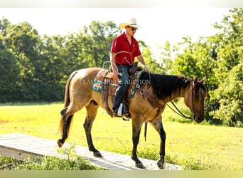 American Quarter Horse, Gelding, 8 years, 15 hh, Dun