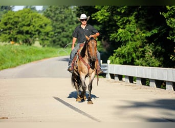 American Quarter Horse, Gelding, 8 years, 15 hh, Dun