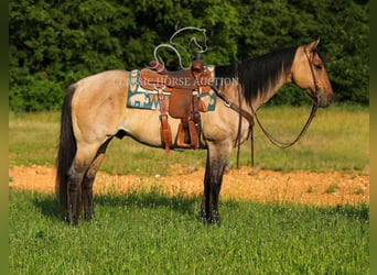 American Quarter Horse, Gelding, 8 years, 15 hh, Dun