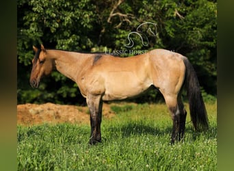 American Quarter Horse, Gelding, 8 years, 15 hh, Dun