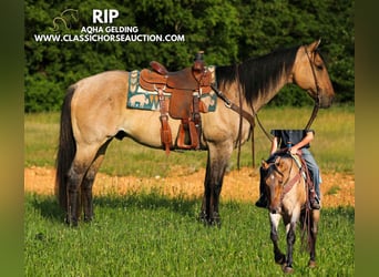 American Quarter Horse, Gelding, 8 years, 15 hh, Dun