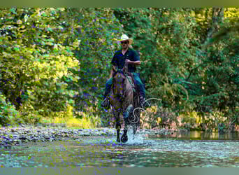American Quarter Horse, Gelding, 8 years, 15 hh, Dun