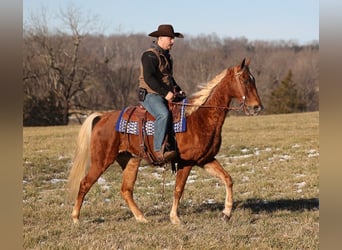American Quarter Horse, Gelding, 8 years, 15 hh, Gray-Dapple
