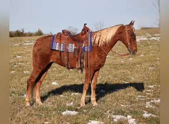 American Quarter Horse, Gelding, 8 years, 15 hh, Gray-Dapple