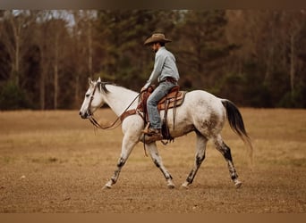 American Quarter Horse, Gelding, 8 years, 15 hh, Gray