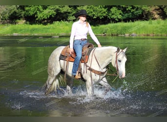 American Quarter Horse, Gelding, 8 years, 15 hh, Gray