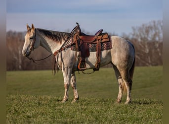 American Quarter Horse, Gelding, 8 years, 15 hh, Gray