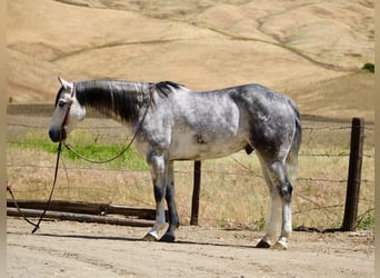 American Quarter Horse, Gelding, 8 years, 15 hh, Grey-Dapple