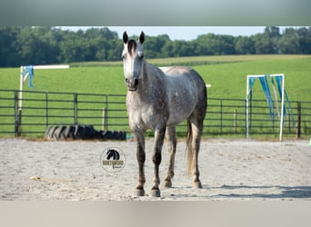 American Quarter Horse, Gelding, 8 years, 15 hh, Grey