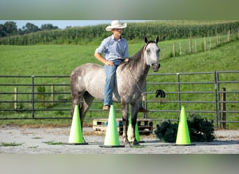 American Quarter Horse, Gelding, 8 years, 15 hh, Grey
