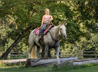 American Quarter Horse, Gelding, 8 years, 15 hh, Grey