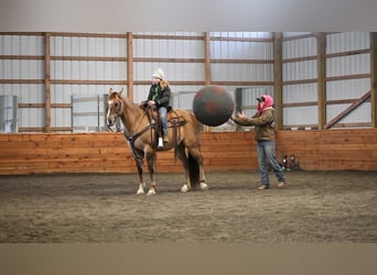 American Quarter Horse, Gelding, 8 years, 15 hh, Grullo