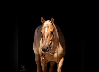 American Quarter Horse, Gelding, 8 years, 15 hh, Palomino