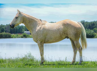 American Quarter Horse, Gelding, 8 years, 15 hh, Palomino