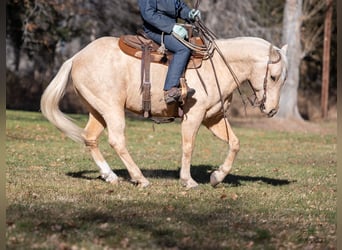 American Quarter Horse, Gelding, 8 years, 15 hh, Palomino