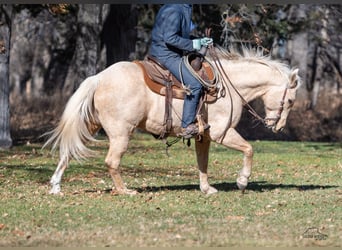 American Quarter Horse, Gelding, 8 years, 15 hh, Palomino