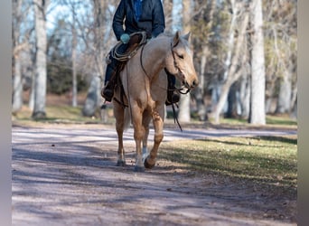 American Quarter Horse, Gelding, 8 years, 15 hh, Palomino