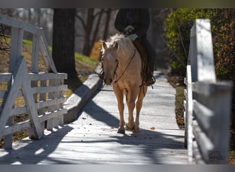 American Quarter Horse, Gelding, 8 years, 15 hh, Palomino