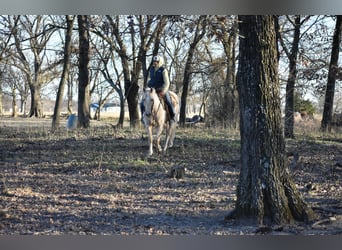 American Quarter Horse, Gelding, 8 years, 15 hh, Palomino