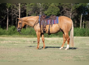 American Quarter Horse, Wallach, 8 Jahre, 15 hh, Palomino