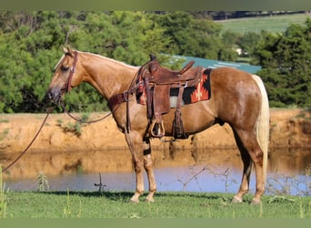 American Quarter Horse, Gelding, 8 years, 15 hh, Palomino