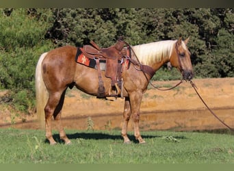 American Quarter Horse, Gelding, 8 years, 15 hh, Palomino