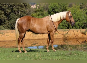 American Quarter Horse, Gelding, 8 years, 15 hh, Palomino