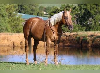 American Quarter Horse, Gelding, 8 years, 15 hh, Palomino