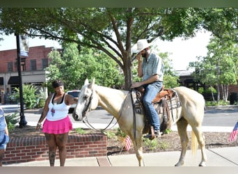 American Quarter Horse, Gelding, 8 years, 15 hh, Palomino
