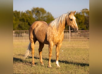 American Quarter Horse, Gelding, 8 years, 15 hh, Palomino