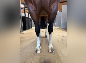 American Quarter Horse, Gelding, 8 years, 15 hh