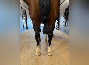 American Quarter Horse, Gelding, 8 years, 15 hh