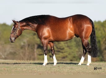 American Quarter Horse, Gelding, 8 years, 15 hh