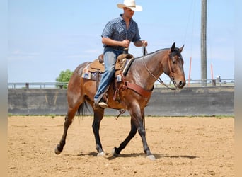 American Quarter Horse, Gelding, 8 years, 15 hh, Roan-Bay