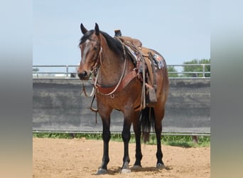 American Quarter Horse, Gelding, 8 years, 15 hh, Roan-Bay