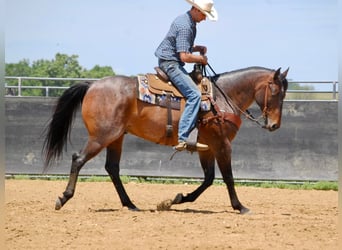 American Quarter Horse, Gelding, 8 years, 15 hh, Roan-Bay