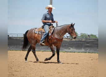 American Quarter Horse, Gelding, 8 years, 15 hh, Roan-Bay