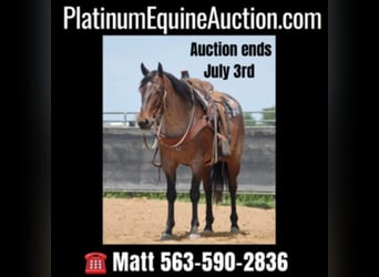 American Quarter Horse, Gelding, 8 years, 15 hh, Roan-Bay