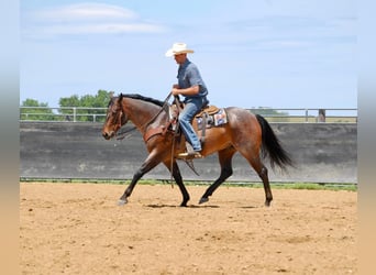 American Quarter Horse, Gelding, 8 years, 15 hh, Roan-Bay