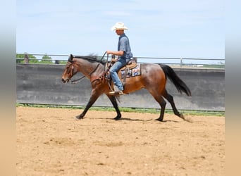 American Quarter Horse, Gelding, 8 years, 15 hh, Roan-Bay