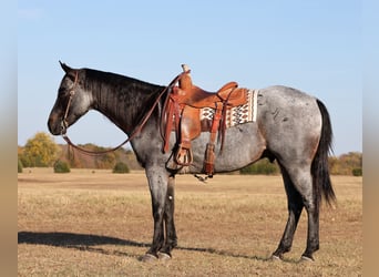 American Quarter Horse, Wallach, 8 Jahre, 15 hh, Roan-Blue