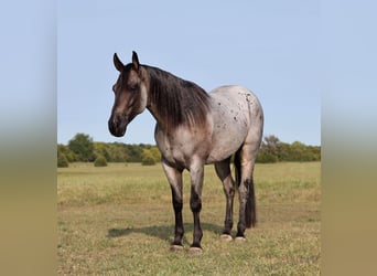 American Quarter Horse, Wallach, 8 Jahre, 15 hh, Roan-Blue