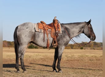 American Quarter Horse, Wallach, 8 Jahre, 15 hh, Roan-Blue