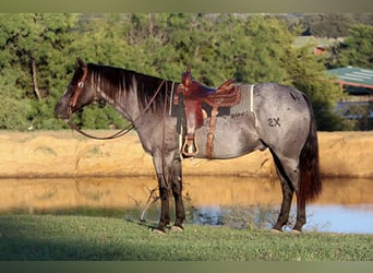 American Quarter Horse, Gelding, 8 years, 15 hh, Roan-Blue