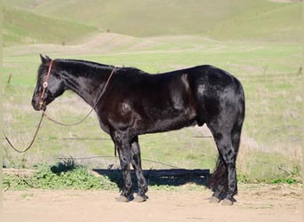 American Quarter Horse, Gelding, 8 years, 15 hh, Roan-Blue