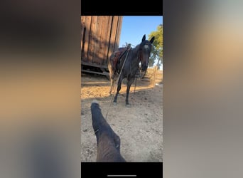 American Quarter Horse, Gelding, 8 years, 15 hh, Roan-Blue