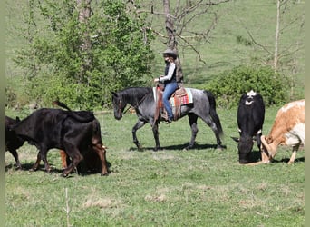 American Quarter Horse, Gelding, 8 years, 15 hh, Roan-Blue