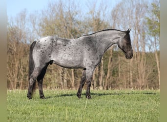 American Quarter Horse, Gelding, 8 years, 15 hh, Roan-Blue